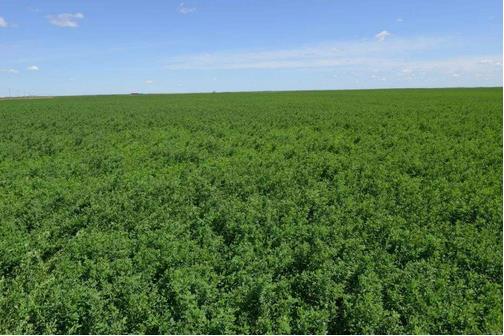 苜蓿種植與奶業(yè)發(fā)展需求相比，仍有很大差距，缺口將持續(xù)存在??