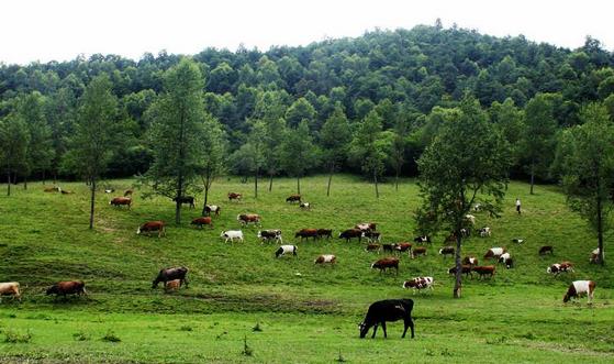 黃山市政府出臺(tái)《關(guān)于加快畜牧業(yè)轉(zhuǎn)型升級(jí)實(shí)現(xiàn)綠色發(fā)展的實(shí)施意見(jiàn)》，提升畜禽廢棄物資源化利用能力???