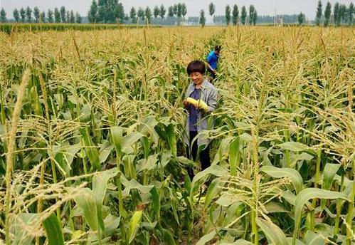 三部委：將水稻、玉米、小麥三大糧食作物制種納入中央財(cái)政農(nóng)業(yè)保險(xiǎn)保險(xiǎn)費(fèi)補(bǔ)貼目錄