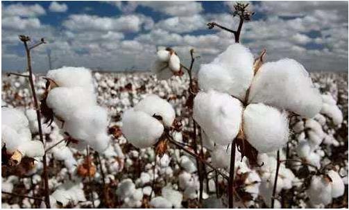 生產(chǎn)成本高、品質(zhì)中低端與高價格是我國棉花產(chǎn)業(yè)的最主要問題