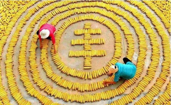 東北三省糧食產(chǎn)量達(dá)到2666億斤，約占全國(guó)糧食總產(chǎn)量的20.3%，黑龍江省繼續(xù)是全國(guó)糧食產(chǎn)量第一大省?????