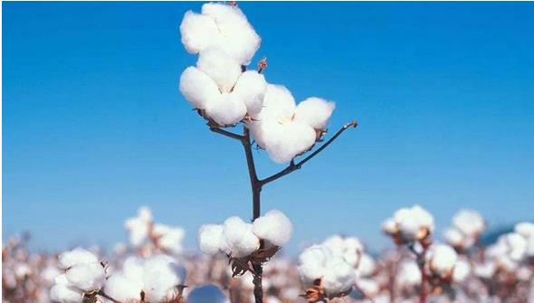 2018年，全國棉花種植面積為3352.3千公頃，比2017年增加157.6千公頃，增長4.9%