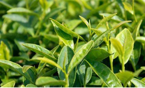 中國(guó)白茶產(chǎn)業(yè)持續(xù)呈現(xiàn)出量增價(jià)升的態(tài)勢(shì)，但更多的是在茶產(chǎn)業(yè)的提質(zhì)增效、轉(zhuǎn)型升級(jí)上