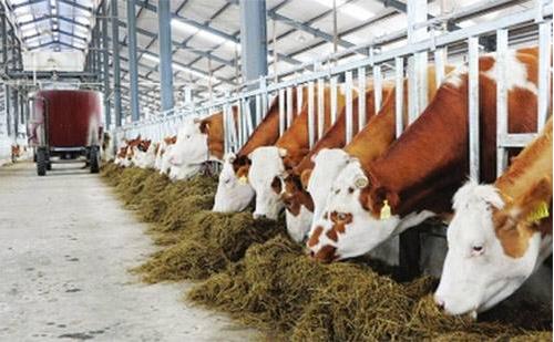 專(zhuān)業(yè)化、環(huán)?；?、集約化和規(guī)?；切竽翗I(yè)發(fā)展必然趨勢(shì)