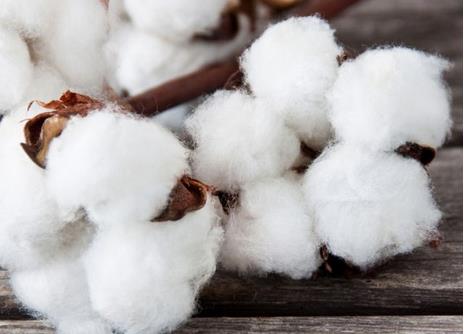 2019年1月我國累計進口棉花27.99萬噸，環(huán)比增加27.87%