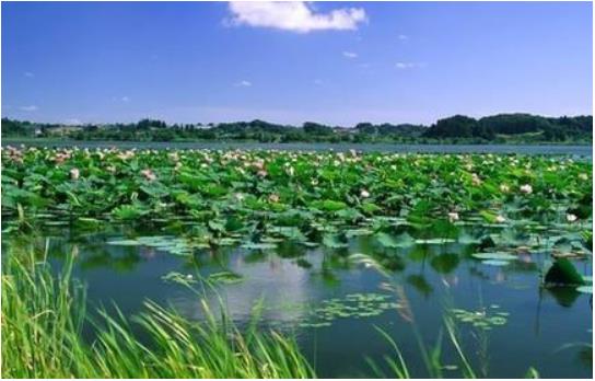 河北省生態(tài)環(huán)境廳：構(gòu)建系統(tǒng)治理、協(xié)同治理大格局，全力推進(jìn)雄安新區(qū)水生態(tài)環(huán)境治理與修復(fù)